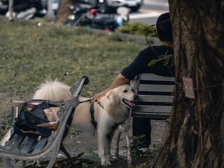 Man sitting on a bench in a park and petting his white dog