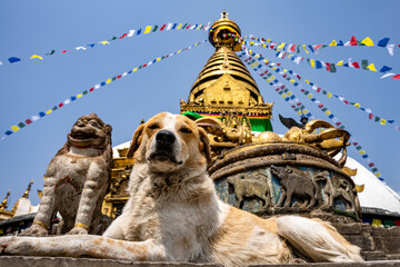 Low angle shot of a street dog lying in front of the Swayambhunath temple