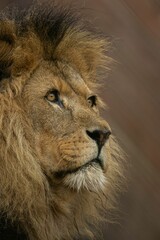 Closeup of a majestic lion with a curious gaze in its natural habitat