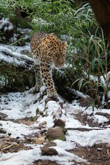 Leopard with spotted fur walking over snow-covered grass and flowers