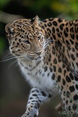 Closeup of a leopard with spotted fur walking across its natural habitat