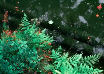 Vibrant green leaves of a fern near a pond surrounded by lush greenery