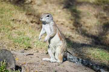 Closeup of a Cape ground squirrel looking around.