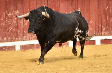 Selbstklebende Fototapeten un toro español con grandes cuernos en españa © alberto