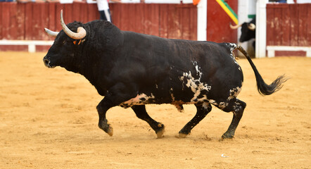 strong bull with big horns in a traditional spectacle of bullfight on spain