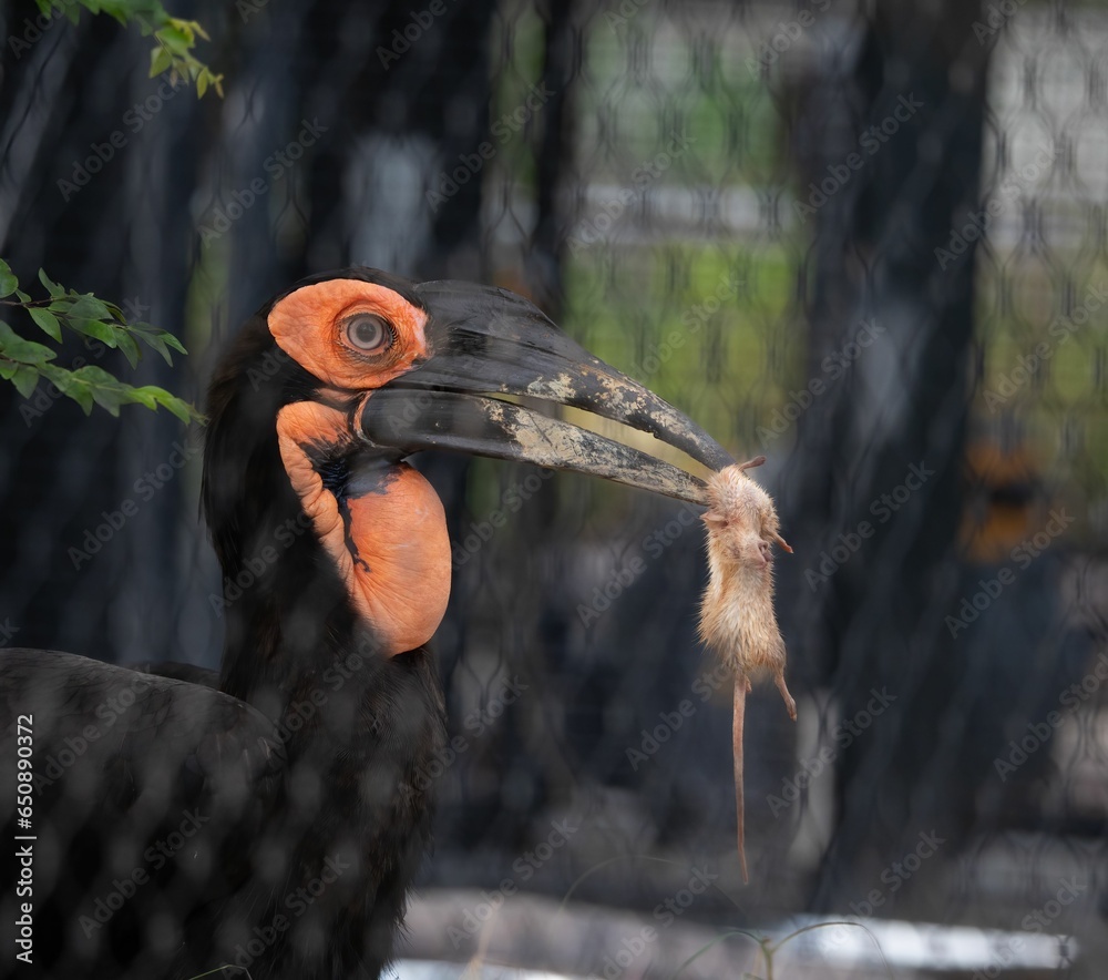 Canvas Prints closeup of a vibrant hornbill with its prey on a sunny day with a blurry background