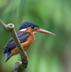 Beautiful closeup shot of an adult kingfisher perched on a tree branch