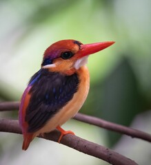 Closeup photo of an African dwarf kingfisher perched on a branch in its natural habitat