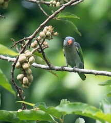 Vivid parakeet perched on a branch in a natural environment