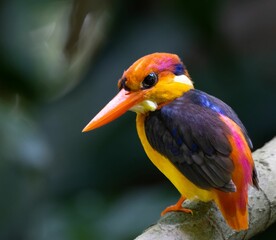 Closeup shot of common kingfisher on a tree branch on a blurred background