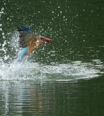 Stork-billed kingfisher flying over green lake water