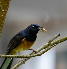 Beautiful White Rumped Shama perches atop a branch in its natural habitat with prey in its mouth