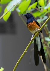 Beautiful White Rumped Shama perches atop a branch in its natural habitat