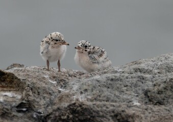Pair of fluffy baby birds perched atop a grey rock