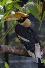 Closeup of a vibrant Great hornbill perched on a branch  on a sunny day with a blurry background