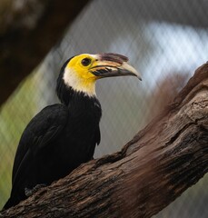 Closeup of a vibrant Sulawesi hornbill perched on a branch  on a sunny day with a blurry background