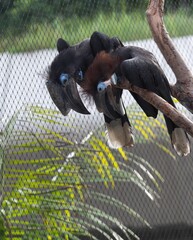 Closeup of two vibrant Black-casqued hornbills perched on a branch in the zoo on a sunny day © Ajay Kadambi/Wirestock Creators
