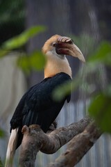 Closeup of a vibrant Blyth's hornbill perched on a branch  on a sunny day with a blurry background