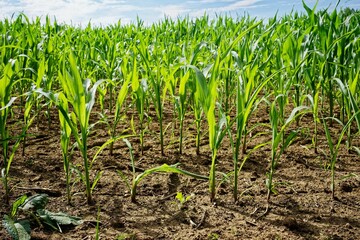 Scenic view of a cornfield in summer in Southern Germany