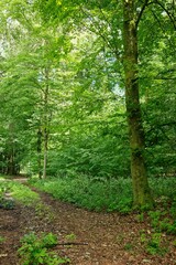 Scenic view of lush green forest in summer in Southern Germany