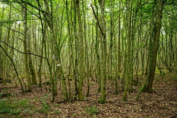 Scenic view of lush green forest in summer in Southern Germany