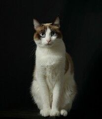Brown and white tabby cat against a black background.