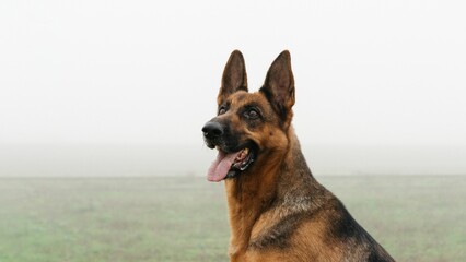 German Shepherd dog on a grassy field on a foggy day. - Powered by Adobe