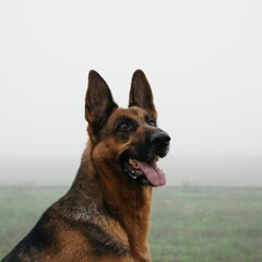 Beautiful german shepherd dog with its tongue out on a foggy field