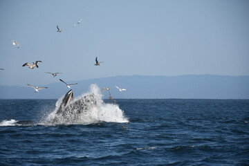 Humpback Whales in Monterey, California | Lunge feeding | Whale Fin | Breaching