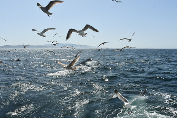 Fototapeta na wymiar Humpback Whales in Monterey, California | Lunge feeding | Whale Fin | Breaching