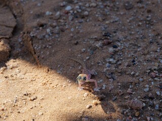 Small Sand Gecko lizard walking across a sandy surface