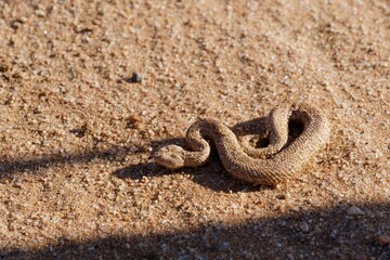 Close-up shot of a Peringuey's adder (Bitis peringueyi) in the Namib Desert, Namibia