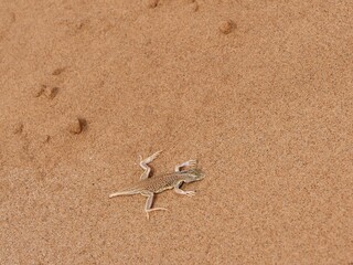 Dunes sagebrush lizard (Sceloporus arenicolus), in the Namib Desert, Namibia.