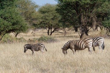 Fototapeta na wymiar three zebras in an open field with trees in the background