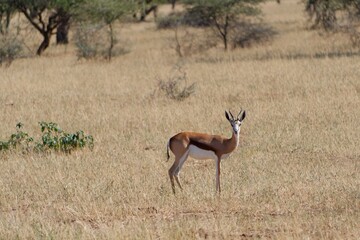 Graceful gazelle standing in a sunlit meadow with tall trees in the background