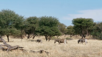 Fototapeta na wymiar Scenic view of zebras grazing on the grass in Okapuka Ranch, Namibia