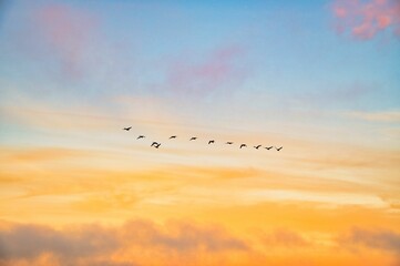 Flock of birds flying against the golden sunrise sky with clouds in the background