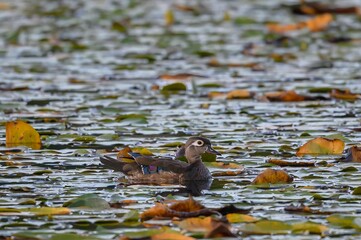 Female wood duck (Aix sponsa) floating in the lake