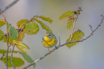 Selective focus shot of northern parula (Setophaga americana) perched on branch in Lyme, Connecticut