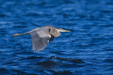 Great blue heron (Ardea herodias) flying over the Connecticut River