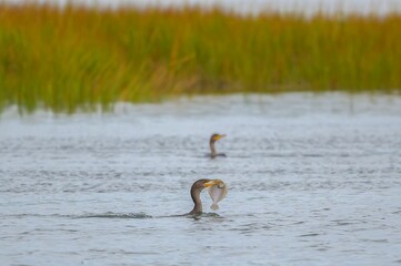 Cormorant with a flounder near the mouth of the Connecticut River in Old Lyme, Connecticut
