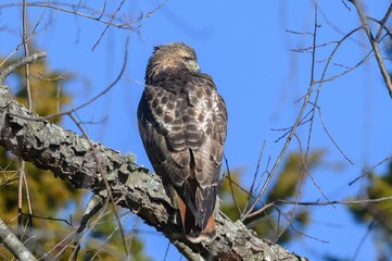 Red-tailed Hawk perched atop a branch of a leafy tree, its feathers ruffled in the warm breeze
