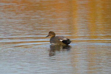 Shot o Gadwall Duck At Sunrise in a lake