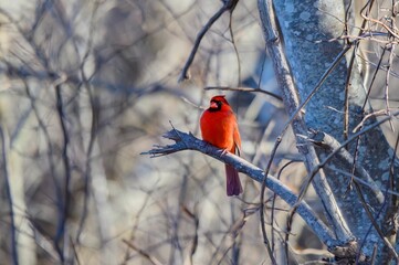 Vibrant Northern Cardinal perched atop a barren branch tree branch