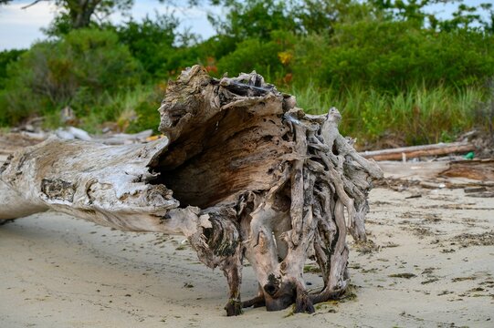 Large driftwood on the sandy Connecticut shoreline with green trees in the blurred background