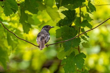 Closeup of an oriental magpie-robin (Copsychus saularis) perched on a green branch