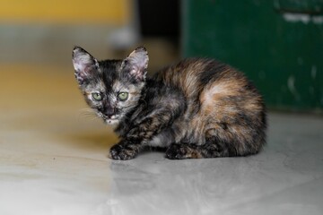 Selective focus shot of an adorable calico kitten with green eyes