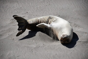 Funny seals at Elephant Seal Vista Point, California