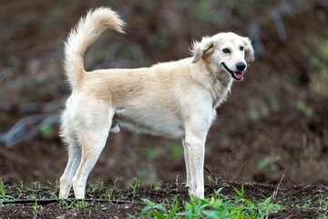 Selective focus shot of an adorable golden dog in a forest