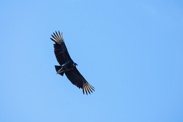 Andean condor (Vultur gryphus) soaring gracefully against a clear blue sky